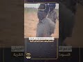 الدعم السريع يعتقلوا لواء في الجيش السوداني ويعـ.دموه امام اهل القرية في الفاشر
