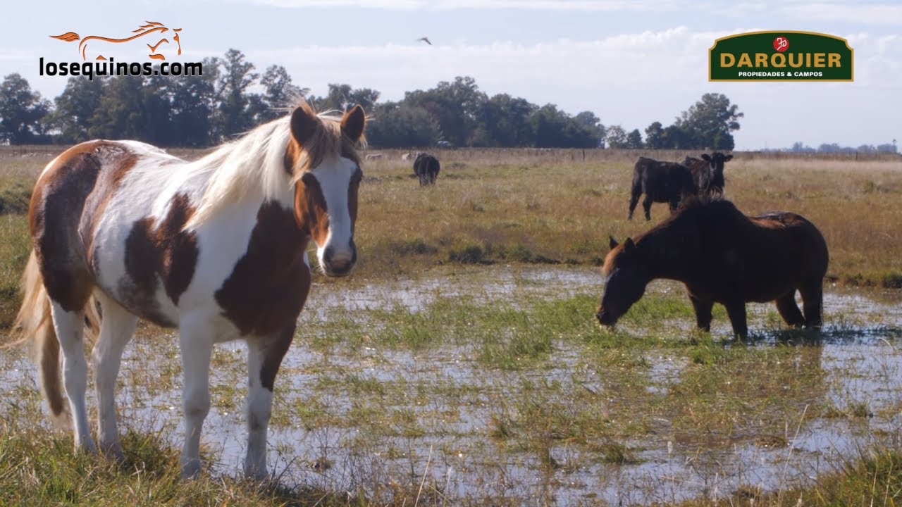 CAMPO en VENTA en Abbott, Buenos Aires Argentina - 410 Hectáreas - WWW.LOSEQUINOS.COM