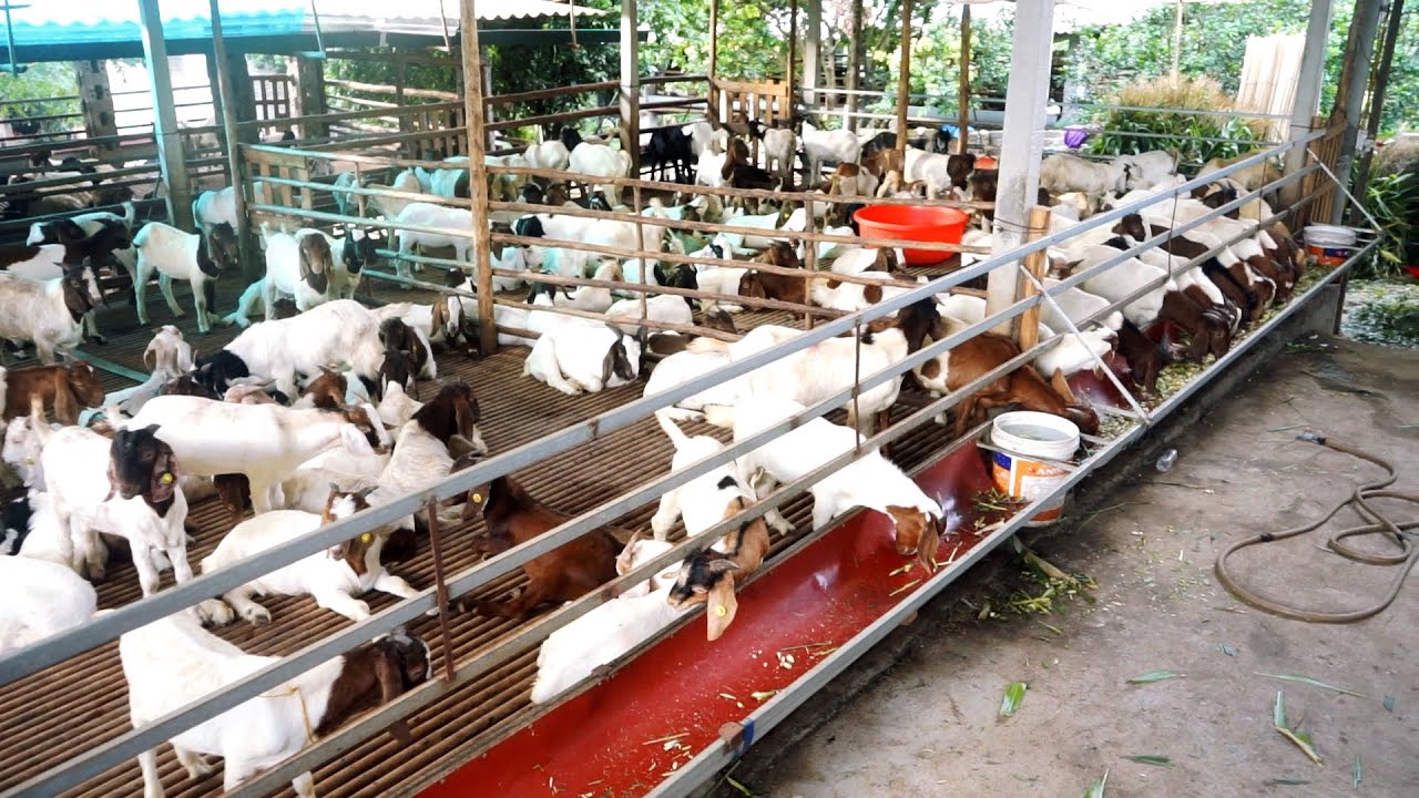 NHỮNG MÔ HÌNH NUÔI DÊ TUYỆT VỜI TẠI LẠNG SƠN / AMAZING GOAT RAISING MODELS