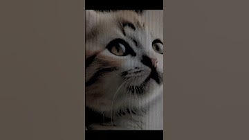 Opencv - CAT made with 128000 Characters #shorts #coding #programming #pythonprogramming