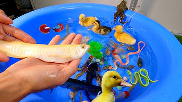 Tổng hợp video thau cá cảnh đẹp, vịt con siêu cute, cá rồng abino, ếch, rắn, cá nóc kiểng, cá chép