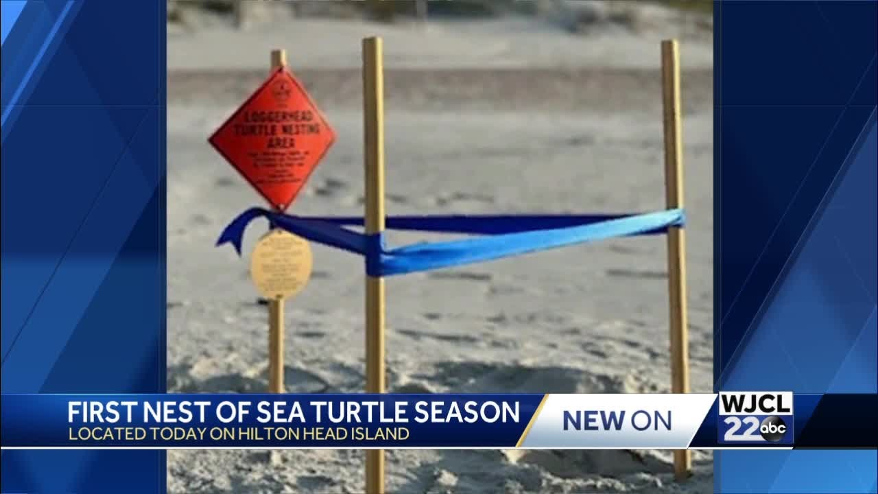 Hilton Head Island marks first sea turtle nest of 2022 season