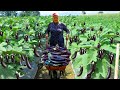 HARVESTING Fresh Eggplants - Keeping Vegetables for Winter