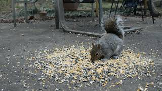 ABY 064 I Think He Ate It All - CatTV - Videos for Cats, Squirrel, Blue Jay, Bird Watcher, Sparrow by Andy's Back Yard 86 views 1 year ago 8 minutes, 34 seconds