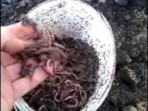 копал червей. красный калифорнийский червь коконыя. черви для рыбалки дендробена. покупные черви для рыбалки. личинки навозного червя.