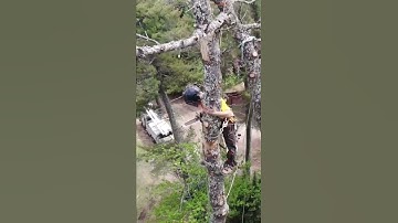 Tree Removal Arborist Close To House | #shorts