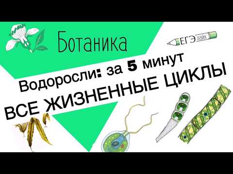 ВСЕ ВОДОРОСЛИ ЗА 5 минут. ЕГЭ|ОГЭ, жизненные циклы.