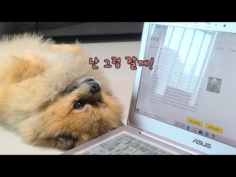 노트북만 보면 눕는 포메라니안 |  강아지 화상 교육을 받았어요