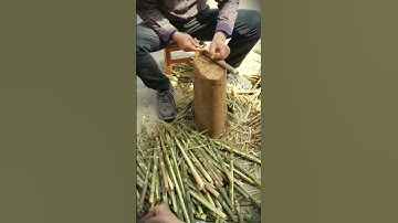 techniques and skills for peeling small bamboo shoots using a small, sharp knife #shorts