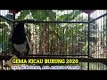 Hadir Terapi Suara Buat Kacer Gantangan Yang Malas Bunyi Setelah Lama Masa Lockdown Mp3 - Mp4 Download