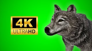 Wolf on Green Screen - Wolf on Chroma key 4k 2023