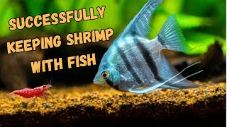 How to Successfully Keep Cherry Shrimp with Fish! - ESSENTIAL TIPS