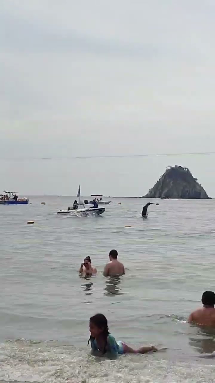 Dolphins Dance for Humans on Beach || ViralHog