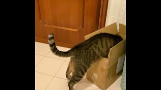 Cat looks inside box, but he instantly regrets it