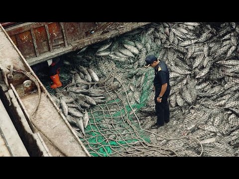 How the EU stamped down on decades of illegal fishing in Thailand