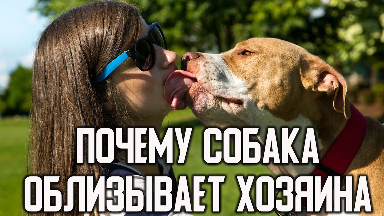 Что Будет Если Собака Сделает Куни