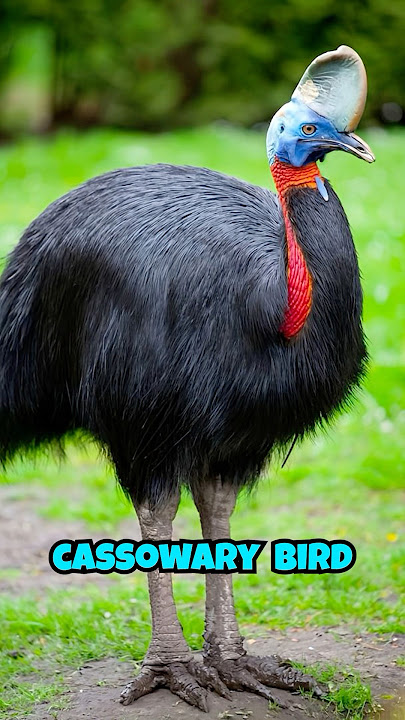 Top 5 Most Scary Bird Sounds 😱