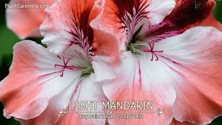 Royal Pelargonium LIGHT MANDARIN Beautiful Blooms in 4K