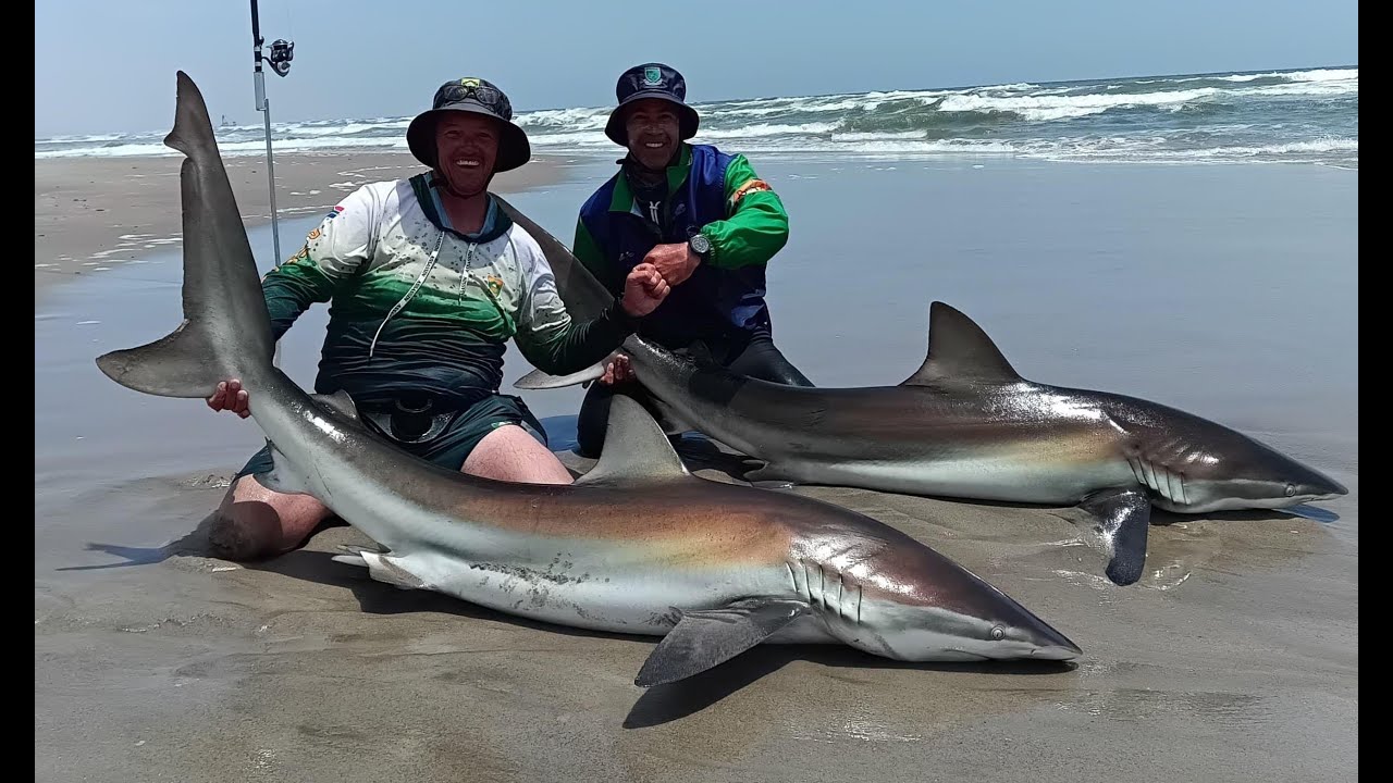 Shark came off the hook, had to catch it with my hands.