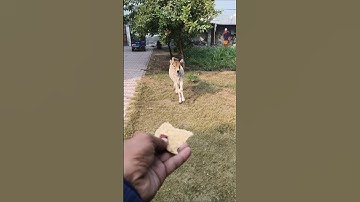 The Fastest Roti Run! 💨 Calf Takes a 90-Degree Drift for Dinner #shorts #cuteanimals #calf