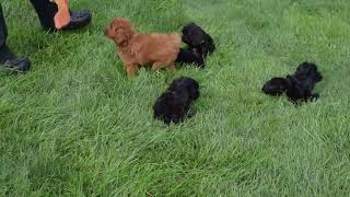 Cavapoo Puppies For Sale