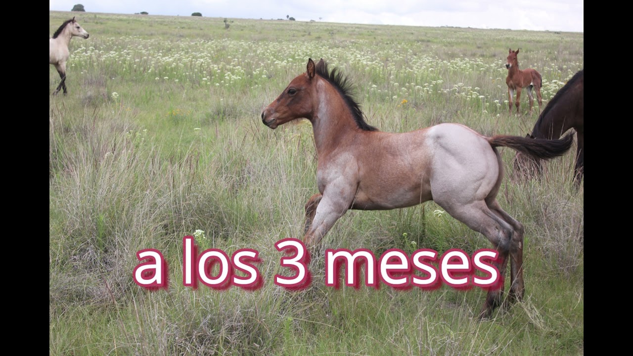 Lote 312 Potrillo Rosillo SubastaCaballos (Nov 23, 2021)