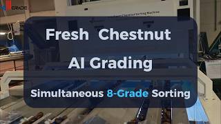 Advanced AI-powered Chestnut Sorter for Industrial Nut Processors-Higher Accuracy Lower Labour Cost