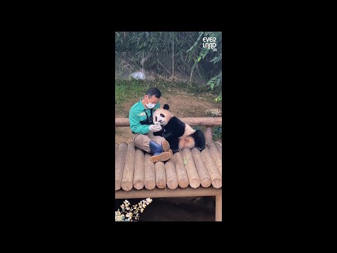 판다 할배와 팔짱 데이트 | 에버랜드 아기판다 #푸바오 (Panda FuBao) #shorts