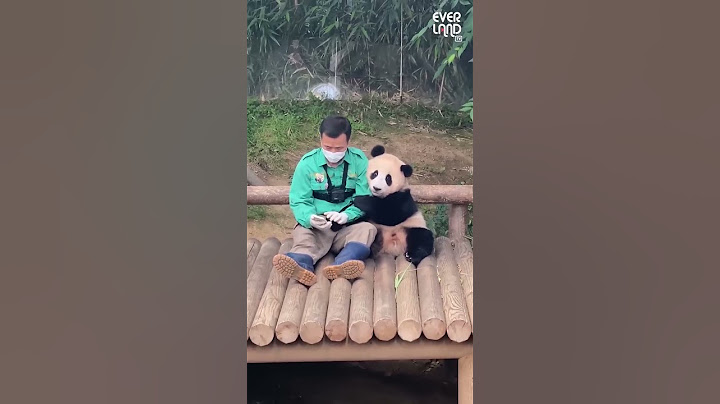 Baby Panda FuBao Spending Free-Time with the Zookeeper | Everland Panda World 'FuBao'