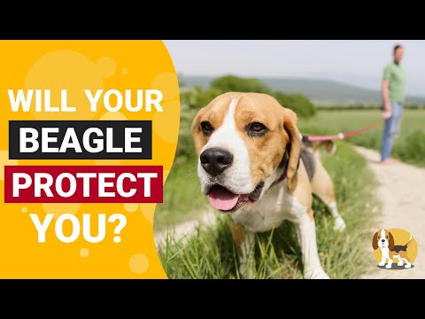 Video: Pro dan Kontra Memiliki Beagles