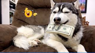 Best Of The 2026 Funny Animal Videos 🤣🐶 The Funniest Cat & Dog Moments Compilation 😁.