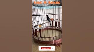 Murai Batu Thailand Gacor