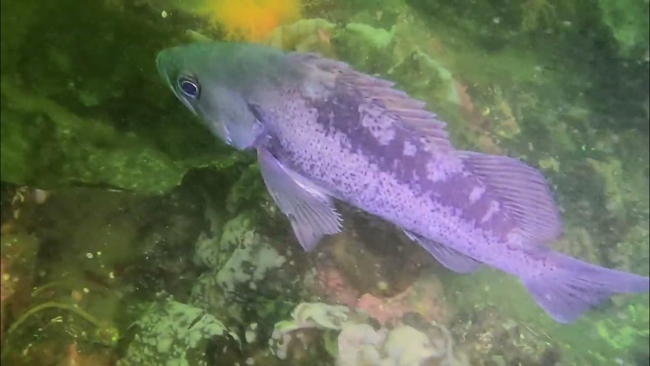 Hood Canal Seamount/Pinnacle and Fulton Creek Reef YouTube