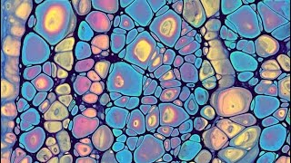 (571) Rainbow Wandering Straight Pour No Silicone - Acrylic Paint Pouring - Fluid Art