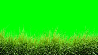 Copyright Free animated grass Green Screen Effect | Chroma Key | Royalty Free | grass moving |