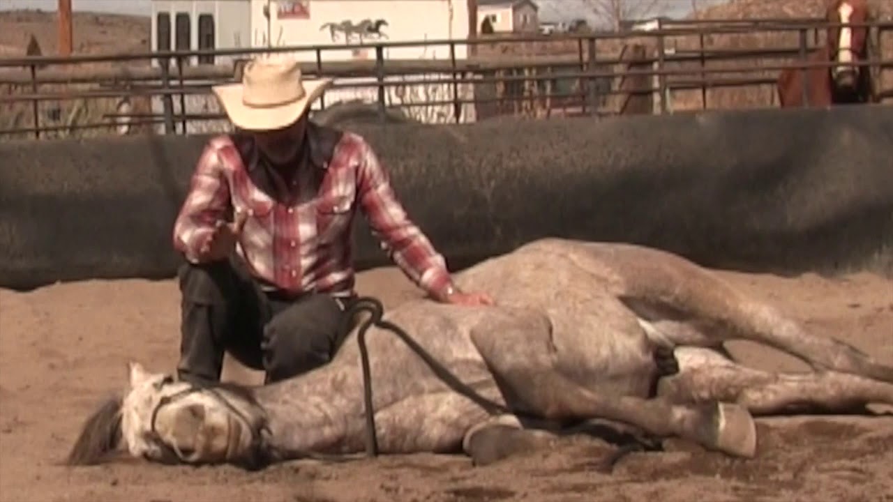 BLM Mustang Training: Audie (2412) First Saddle Ever On Wild Horse!