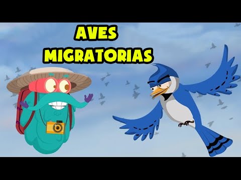 Video: Que Aves Son Migratorias