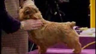Norfolk Terrier at Westminster 2005