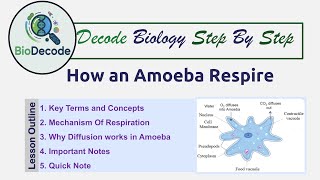 How Do Amoeba Respire | Respiration Mechanism via Diffusion | @BioDecode-j4z 