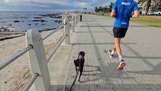 Miniature Schnauzer Walking Next To Ocean In Cape Town