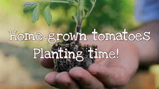 Grow awesome tomatoes! Pt3-Planting time! by Adam Woodhams 1,397 views 2 years ago 2 minutes, 28 seconds