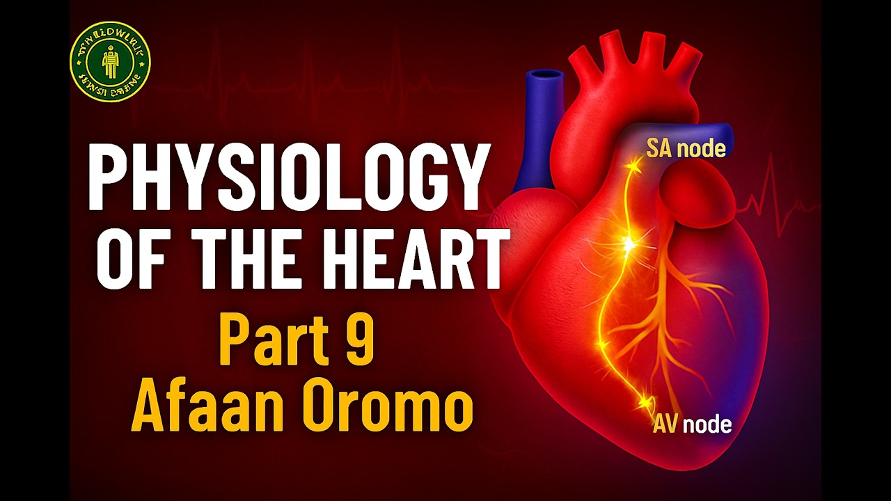 How the Heart Works | Physiology of the Heart in Afaan Oromo | Anatomy & Physiology Part 9