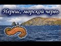 Нереис, морской червь. Русская Рыбалка.