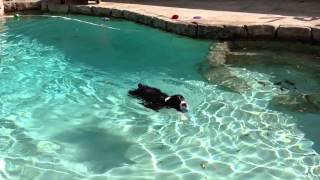 Water Dog Flynn by TampaBayVets 408 views 9 years ago 1 minute, 6 seconds