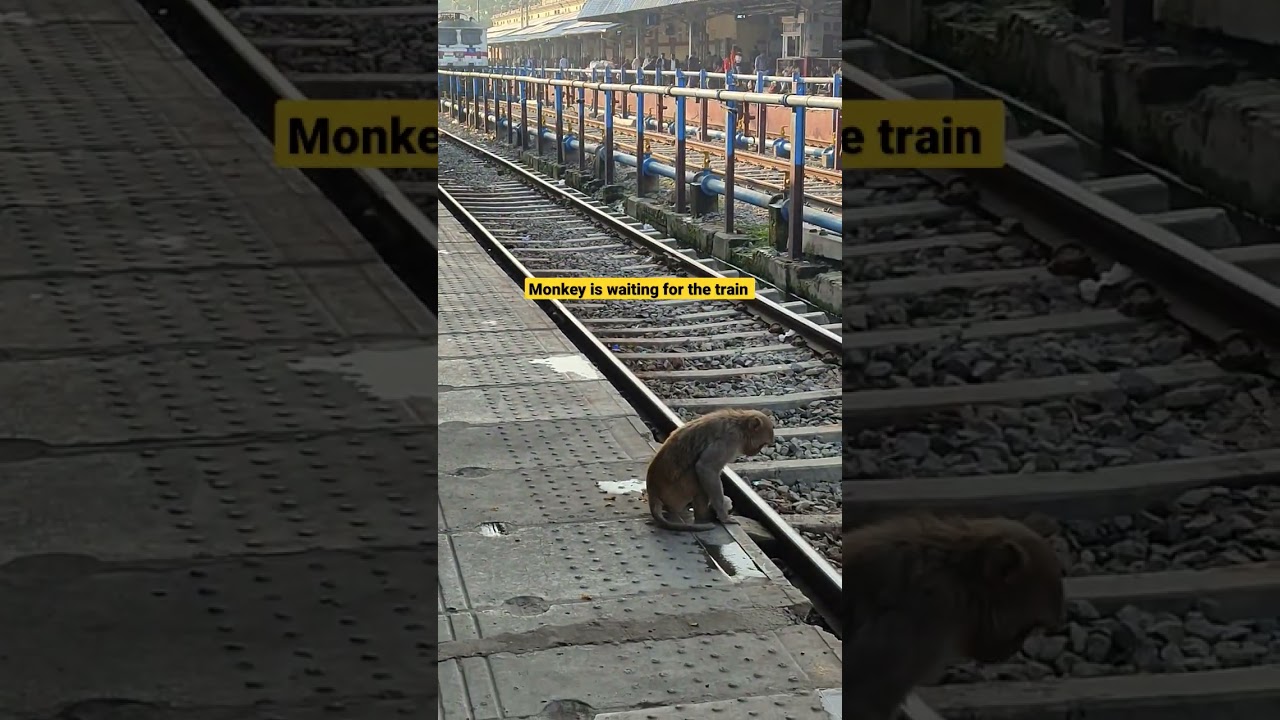 Monkey is waiting for the train 