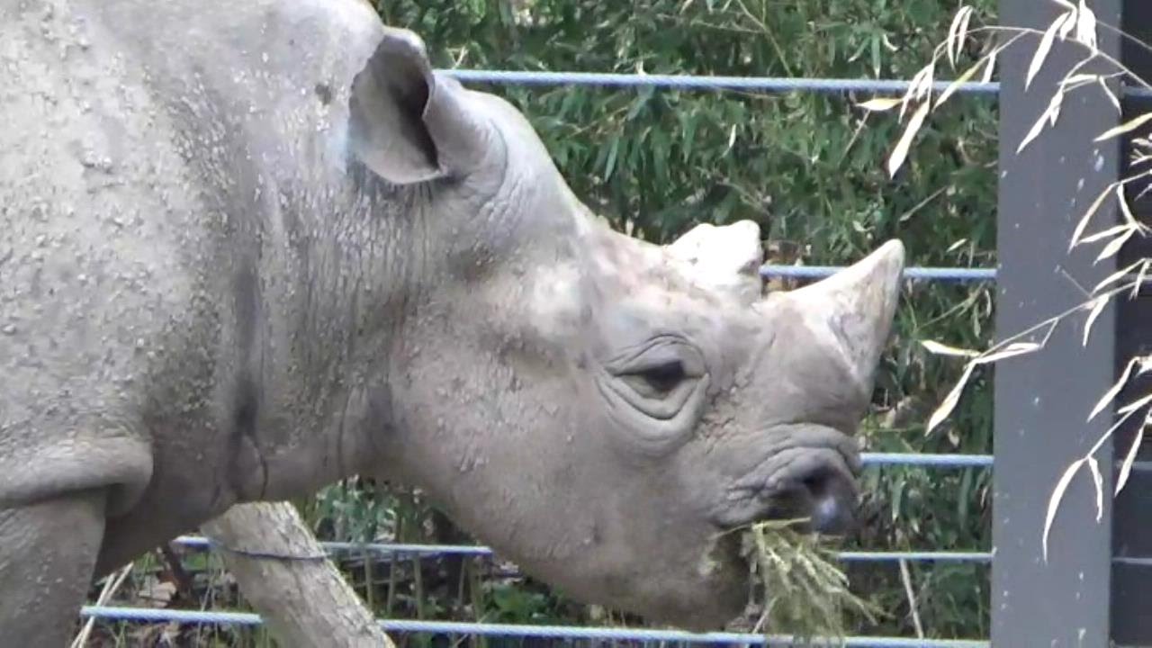 The St. Louis Zoo In Forest Park, Part 1: Hippos, Elephants, Hyenas, Parking Tips - YouTube