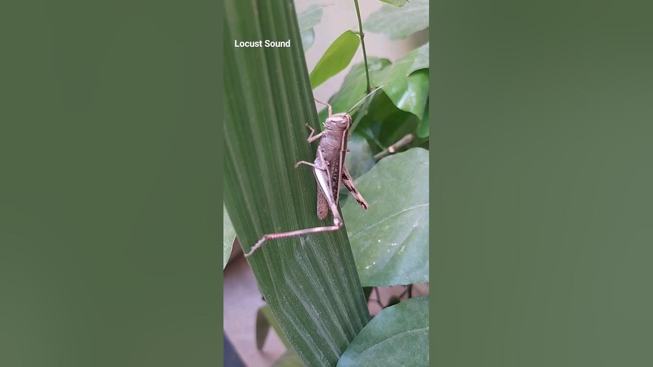 Locust Singing locustinsect locusts insects shortsvideo shorts YouTube