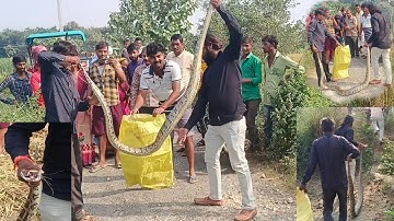 जब किसान की खेत में मिला अजगर सांप और देखिए क्या निशाना बनायाl😱#rock python rescue 🐍
