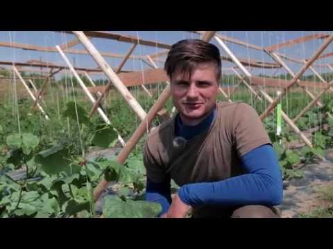 Video: Wie Man Gurken Im Gewächshaus Und Auf Freiem Feld Bindet