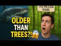 Sharks Are OLDER Than Trees?! | Mind-Blowing Fact You Won’t Believe